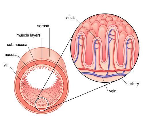 ABSORPTION How is the rate of absorption made faster in the small intestine? 1.