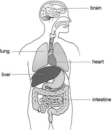 Q17. The diagram shows some of the organs of the human body. (a) The heart pumps blood around the body.