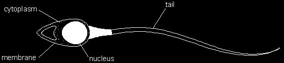 Q21. (a) The diagram shows a sperm cell. Sperm cells are adapted for fertilisation.