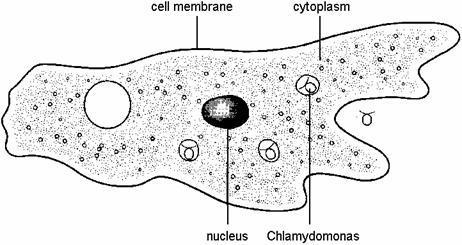 Chlamydomonas produces starch grains from glucose. Suggest what will happen to the number of starch grains in the cell if Chlamydomonas is kept in the dark.