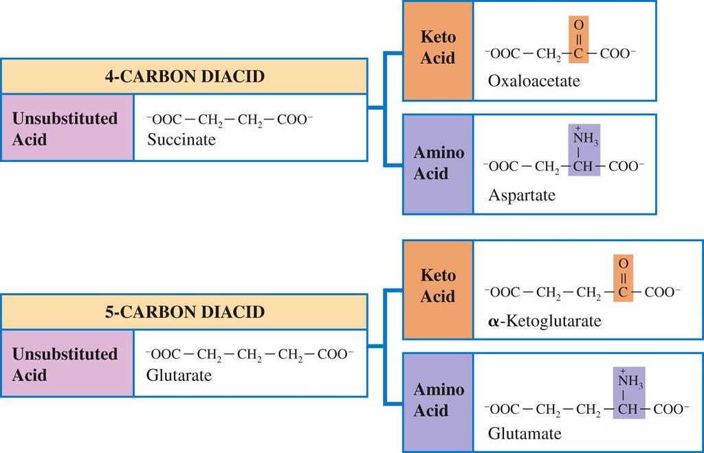 Key keto/amino acid pairs encountered in