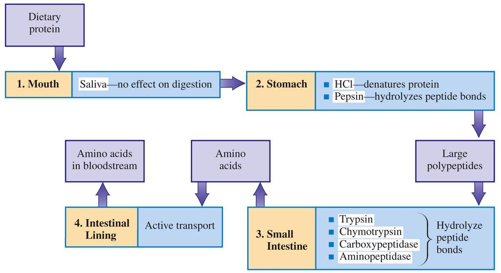 Summary of protein digestion in the