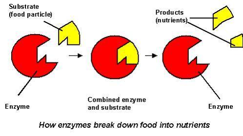 -enzymes (lactase, lipase, amylase) that