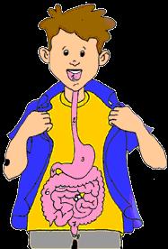 DIGESTION Digestion is the process of mechanically