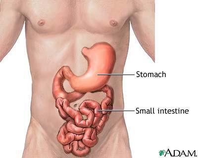 SMALL INTESTINE *the small intestine receives secretions from the pancreas and liver, completes