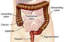 Functions of the Large Intestine: has little or no digestive