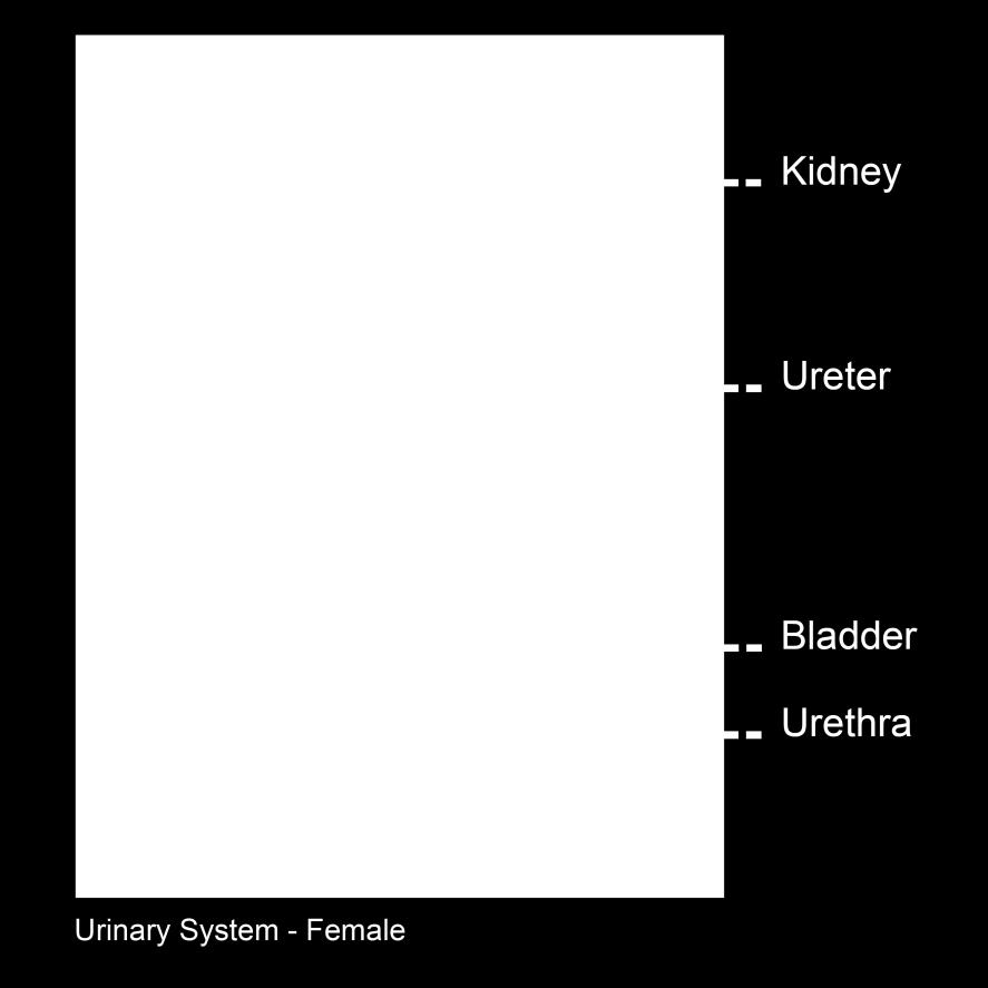 Your family practitioner (family doctor or nurse practitioner) has told you that your bladder can not completely empty urine (pee) on its own.