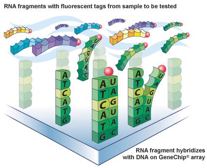 Transcriptional (gene expression) profiling Used