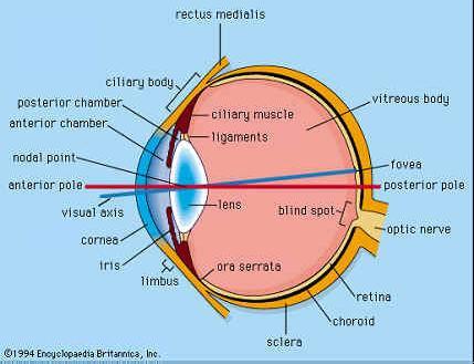 Sense of Vision interior surface of eyeball - approx.