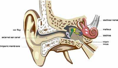 Sense of Hearing 16.000 receptors (hair cells) in a human inner ear 3.500 inner cells 12.000 20.