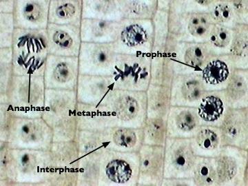 Fig. 12-6c Anaphase Sister chroma2ds separate Now Anaphase