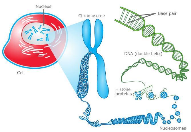 Chromosomes are not visible in most cells except during cell division.
