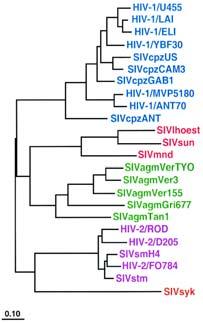 strain (90% of world infections) HIV 1 Group M Group N Group O Group P SIV from chimpanzees