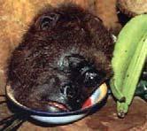 Most common prevailing theory is the bushmeat tradehunting primates for food