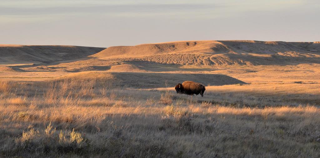 Grasslands National Park, Saskatchewan by Marshall Drummond BSc. President s Message I hope you all had a good summer. It seems to have come to an end way too quickly.