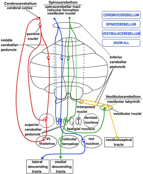 Input and output pathways of the The cerebellar deep nuclei are the sole outputs of the cerebellum All cerebellar nuclei and all regions of cerebellum get special inputs from the inferior olive of