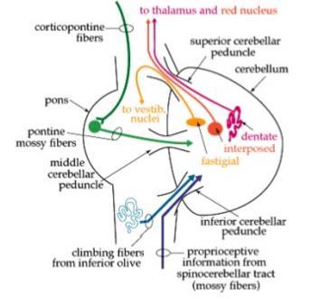 Functional organization of cerebellum Cerebellar peduncles = Three fiber bundles carry the input and output of the cerebellum. 1.