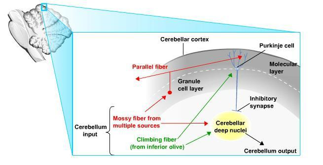 Histology and Connectivity of Cerebellar Cortex The cerebellar cortex is divided into three layers The innermost layer, the granule cell layer, is made of 5 x 10 10 small, tightly packed granule