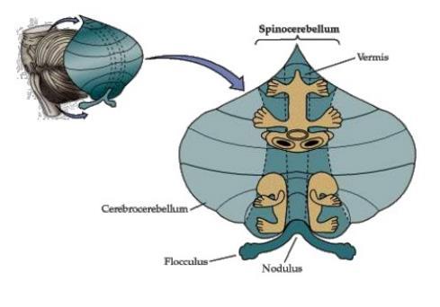 Spinocerebellum There are body maps on the cerebellar cortex and deep nuclei. Functions: 1. Control of axial and proximal muscles (ongoing movements) 2.