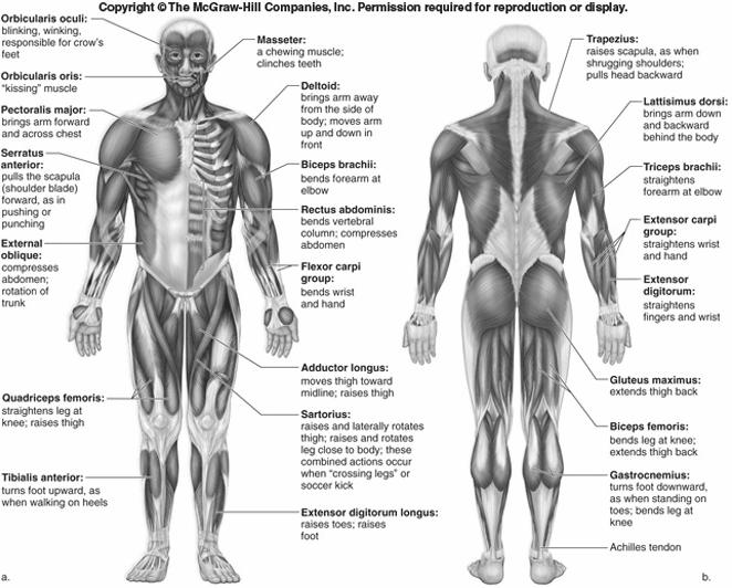 Muscles of the human body Remember muscles action is always Antagonistic muscles work in opposite pairs, the always pull, they never push!