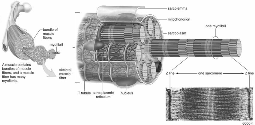 muscle Muscle fibers (cells) are arranged in bundles called fascicles (1) Fascicles are composed of myofibrils (2) Myofibrils are bundles of myofilaments