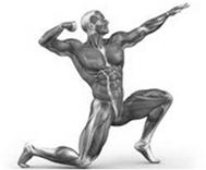 Introduction Over 600 muscles make up the muscular system Muscles are made of bundles of muscle