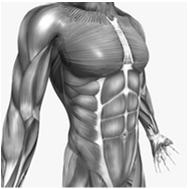 cellular activities Skeletal muscles are dependent on its Nerve supply because it cannot contract