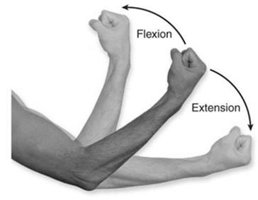 muscle contracts and is put into action Agonist (Prime mover): The performer of a movement Antagonist: