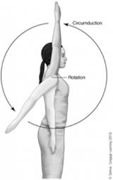 swinging the arm in a circle Pronation: turning a body part downward Supination: turning a