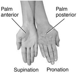state of partial contraction is called muscle tone Also described as a state of readiness