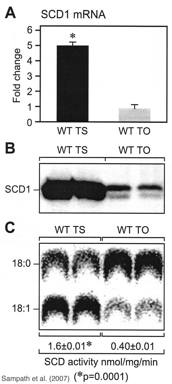 Left: SCD gene expression and activity in livers of wild type (WT) mice fed tristearin or triolein. Triolein strongly depressed both SCD gene expression and activity.