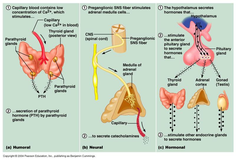 Hormonal Stimuli Hormonal stimuli Release of hormones in response to hormones produced by other endocrine organs Hypothalamic hormones (releasing or inhibiting) stimulate the anterior pituitary In