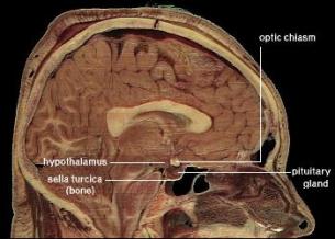Major Endocrine Organs: Pituitary (Hypophysis) Pituitary gland Two-lobed organ that secretes nine major hormones Located in sella