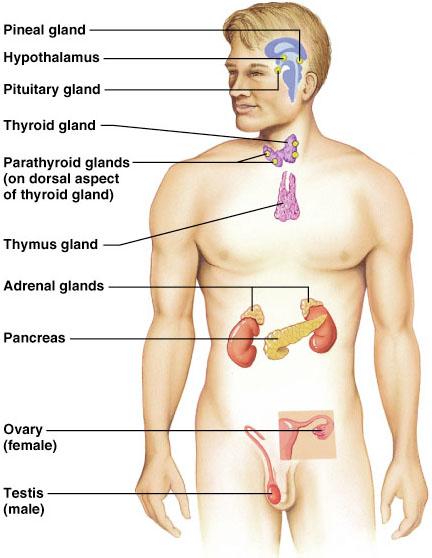 Major Endocrine Organs Figure 16.