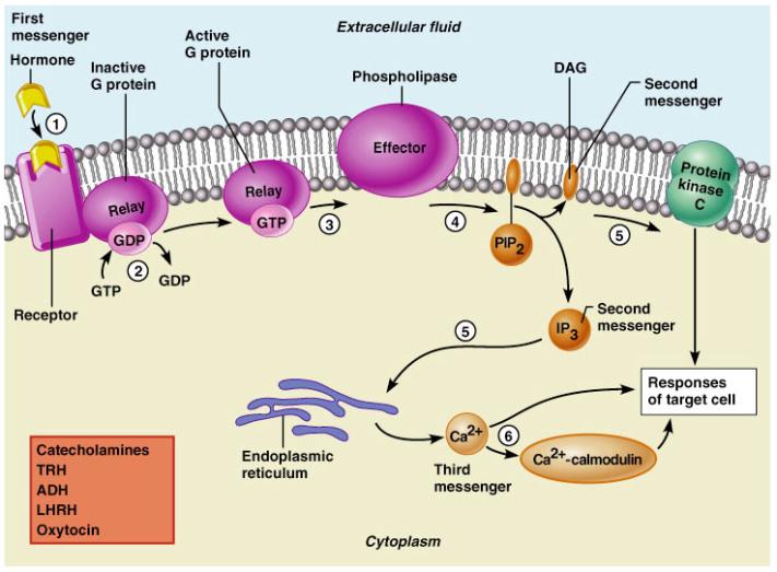 binds and activates a phospholipase enzyme Phospholipase splits the phospholipid PIP 2 into diacylglycerol (DAG) and inositol triphosphate (IP 3 )