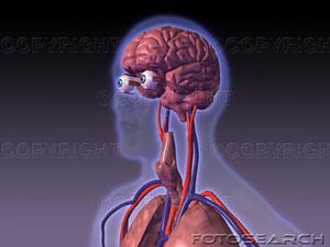 Your Nerves Your nerves are made of nerve cells called neurons that transmit messages.