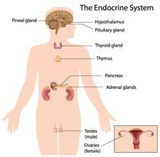 Gland Adrenal Gland And more Regulates body activities What is A Hormone The endocrine system does its work through hormones All hormones are organic compounds It has physiological effect on other