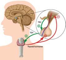 Hormone Control Most hormonal secretions are controlled by negative feedback Some positive feedback loops can be found in the reproductive system Endocrine glands tend to oversecrete hormones, which
