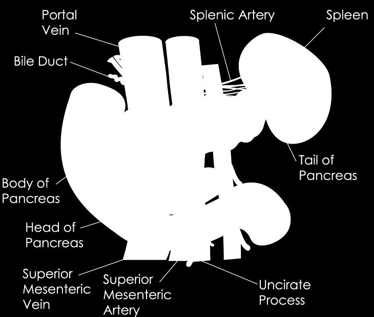 most of the adrenal glands Has three distinct layers: zona glomerulosa, zona fasciculata, zona reticularis Makes: lots of steroid, hormones, of interest are