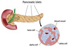 Islet of Langerhans Endocrine part of the gland At least four different types of cells Alpha: makes glucagon Beta: makes insulin Delta: somatostatin PP cells: pancreatic polypeptide Thymus Located
