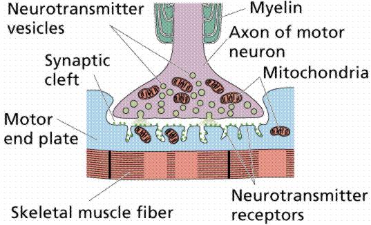 THE NERVOUS SYSTEM The nervous system receives information from the receptors, processes and coordinates it and elaborates responses that effectors execute.