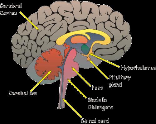 The brain produces voluntary responses; these are responses we perform just thinking. The brain has got three parts: 1.The forebrain.