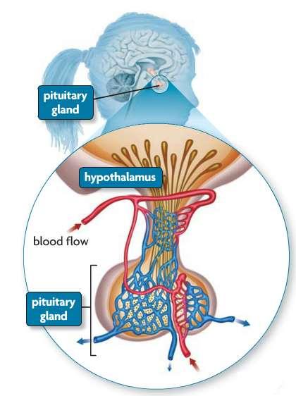 Hypothalamus Part of the brain attached to the posterior pituitary Acts as a control