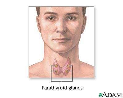 Parathyroid Glands Found on the back surfaces of the thyroid gland Hormones from the