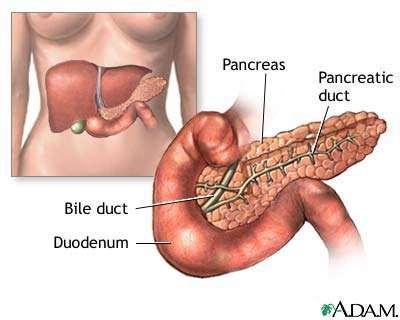 Pancreas Digestive organ that has enzymes that secrete substances that break down food Insulin and glucagon released