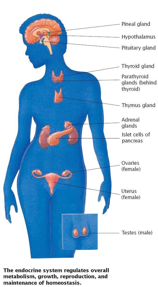 The Endocrine System Made up of glands that release their products into the bloodstream These