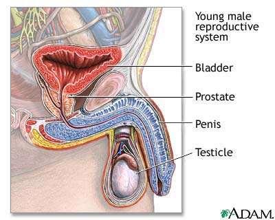 Male Reproductive System Work together to produce and