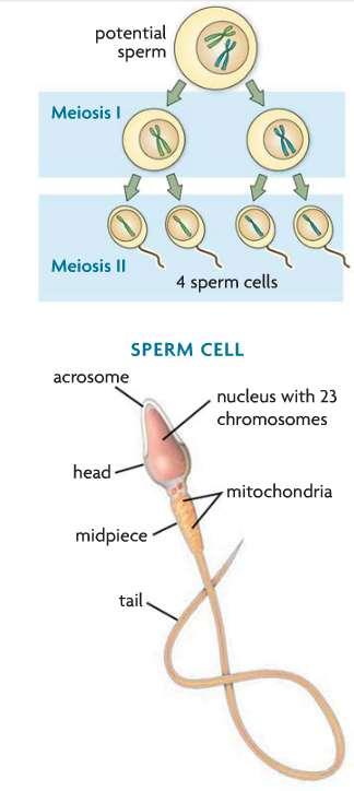 Sperm Production in the Testes is Controlled by Hormones Takes about 70 days to