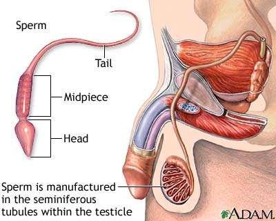 Male Reproductive System 200-600 million sperm are released in an average