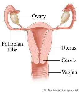 Female Reproductive System Fallopian tube: one of two fluidfilled tubes in human females through which an egg passes after its release from an ovary Uterus: organ of the